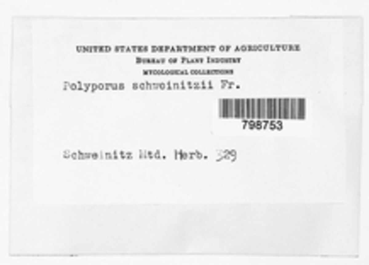 Polyporus schweinitzii image